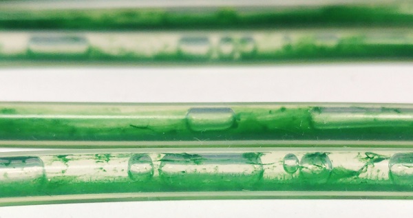 Synechocystis sp. and P. taiwanensis in capillary photobioreactors on day 4 after inoculation (© Amelie Kenkel / UFZ)